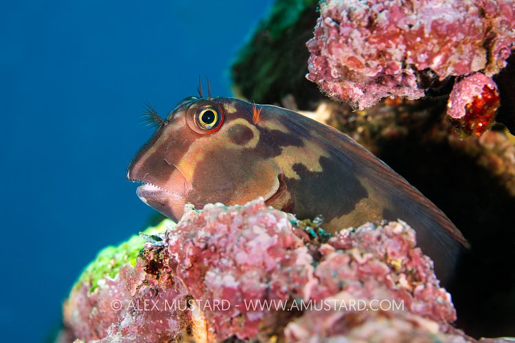 Blenny Portrait, Galapagos