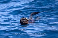 Marine Iguana Swimming, Galapagos