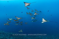Squadron, Galapagos