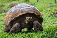 Giant Tortoise, Galapagos