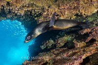 Sea Lion Pup Under Overhang, Galapagos