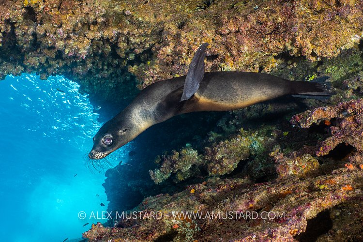 Sea Lion Pup Under Overhang, Galapagos