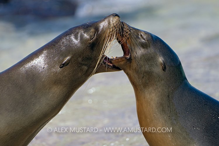 Sea Lion Interaction, Galapagos