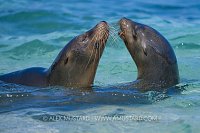 Sea Lion Interaction, Galapagos