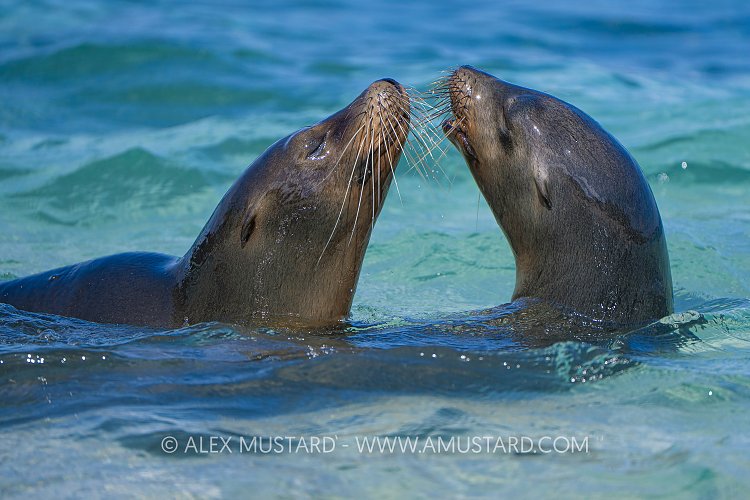 Sea Lion Interaction, Galapagos