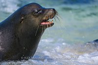 Male Sea Lion, Galapagos