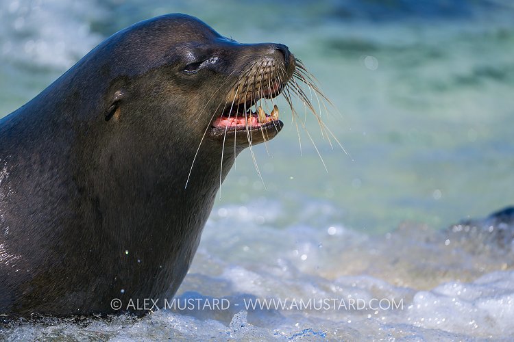 Male Sea Lion, Galapagos