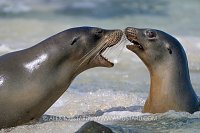 Sea Lion Interaction, Galapagos