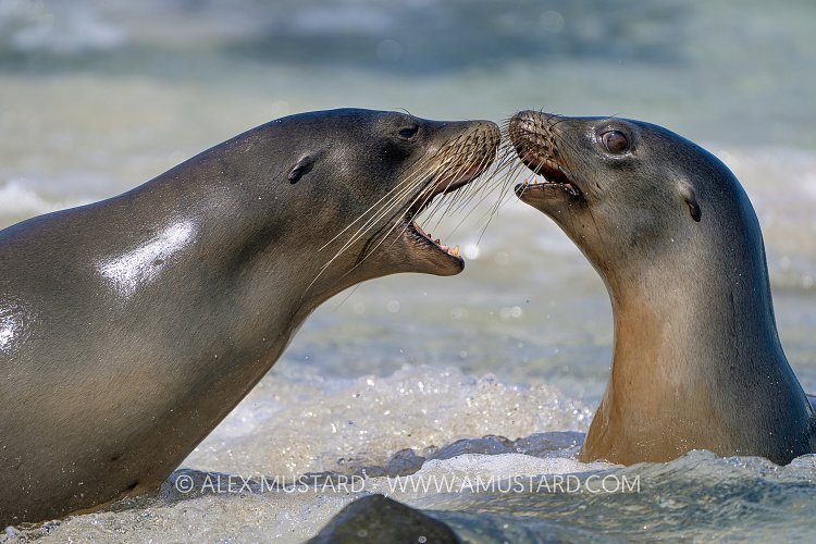 Sea Lion Interaction, Galapagos