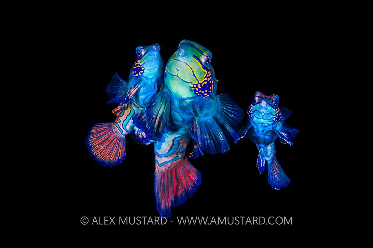 Three's A Crowd, Indonesia