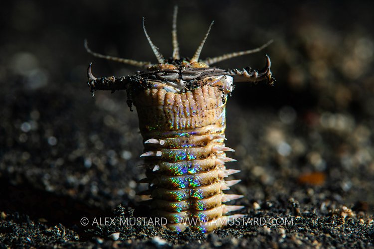 Bobbit Worm At Night, Indonesia