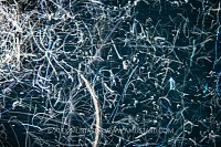 Zooplankton, Indonesia