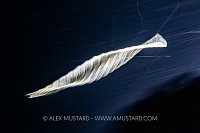 Planktonic Worm, Indonesia