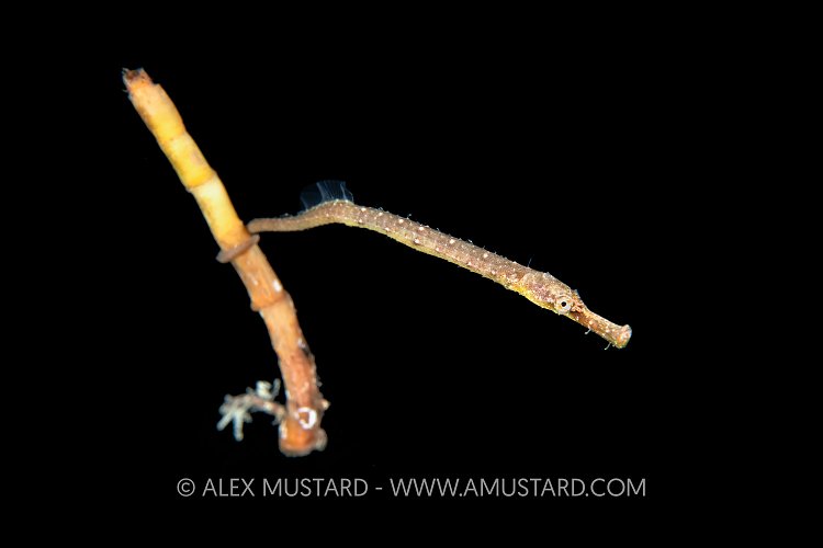 Drifting Pipefish, Indonesia