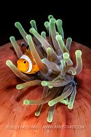 Clownfish In Balled Up Anemone, Indonesia