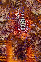 Coleman Shrimps On Urchin, Indonesia