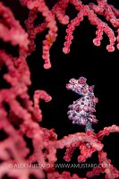 Pygmy Seahorse, Indonesia