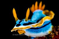 A Nudibranch Portrait, Indonesia