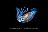 Pelagic Squid, Indonesia