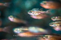 Cardinalfish School, Indonesia