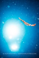 Pelagic Larval Stage Of Ghostpipefish, Indonesia