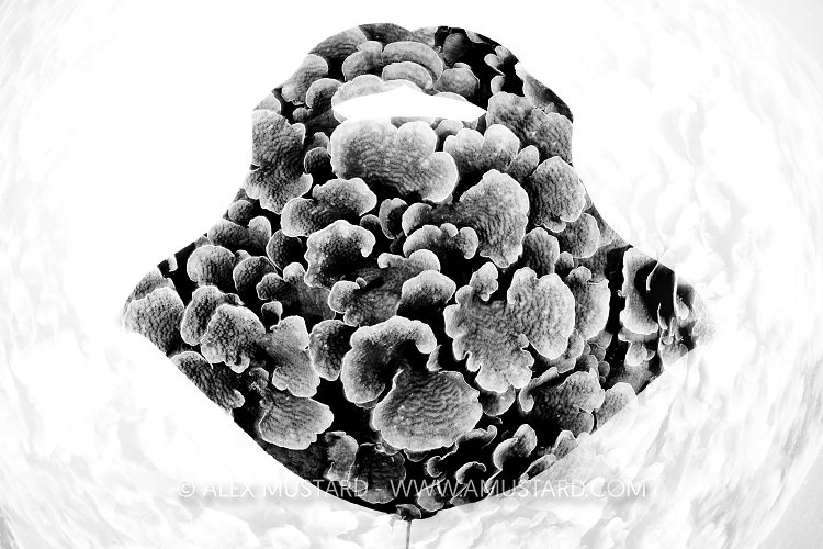 Manta Double Exposure, Asia