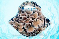 Manta Double Exposure, Asia