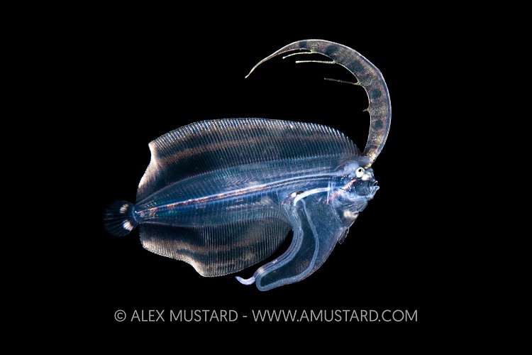 Larval Stage Of Flounder, Philippines