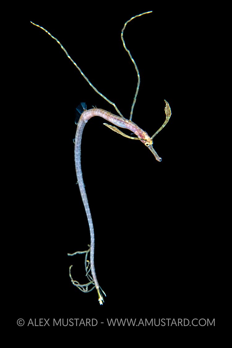 Pipefish Larval Stage, Philippines