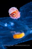 Female Argonaut, Philippines