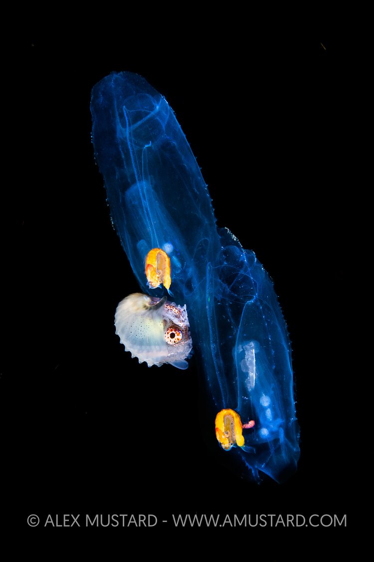 Female Argonaut, Philippines