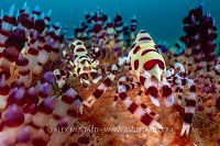 Coleman Shrimp Wide Angle, Philippines