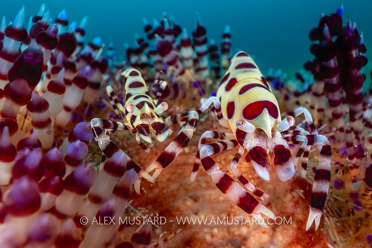 Coleman Shrimp Wide Angle, Philippines