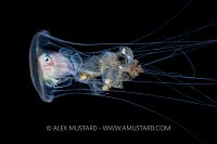 Driftfish In Jellyfish, Philippines