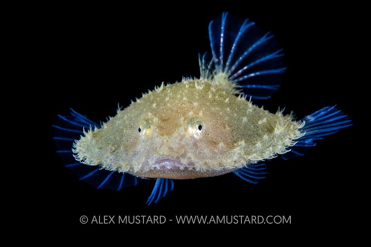 Pancake Batfish, Philippines