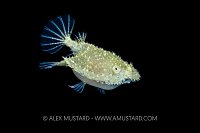 Pancake Batfish, Philippines