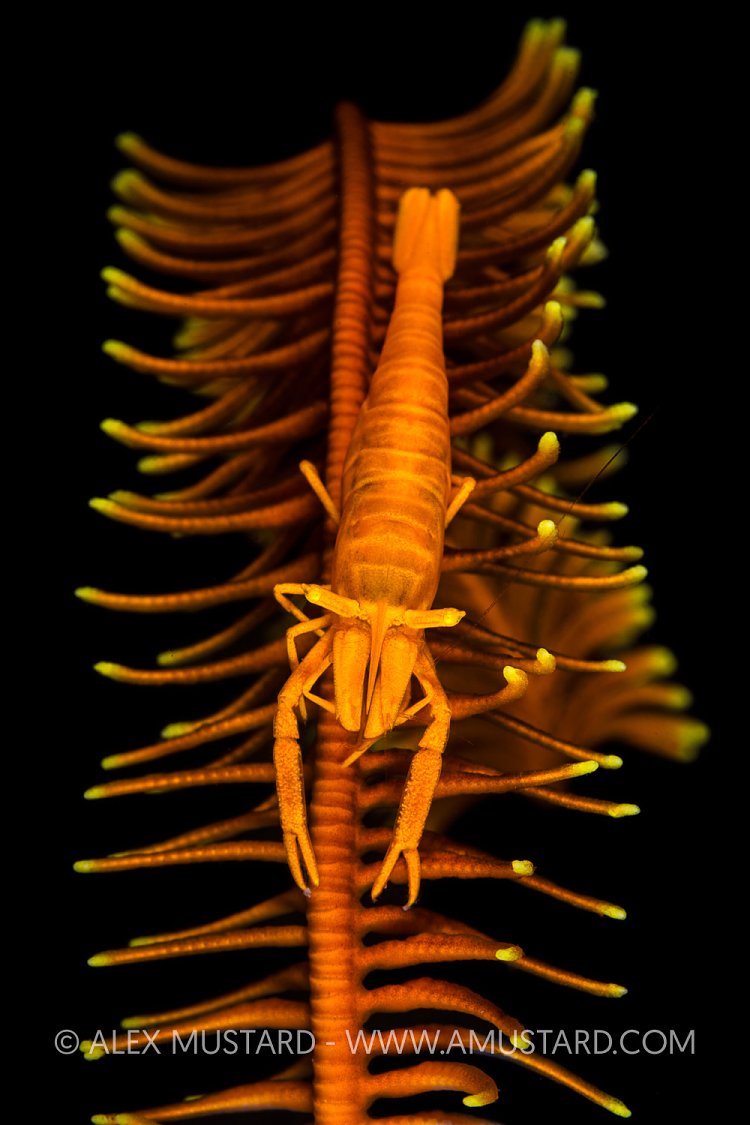 Crinoid Shrimp, Philippines