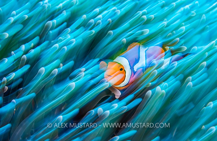 Clownfish In Anemone, Papua New Guinea