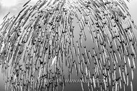 Barracuda Rain, Papua New Guinea