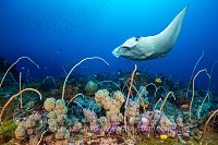 Manta Visits Colourful Reef, Indonesia