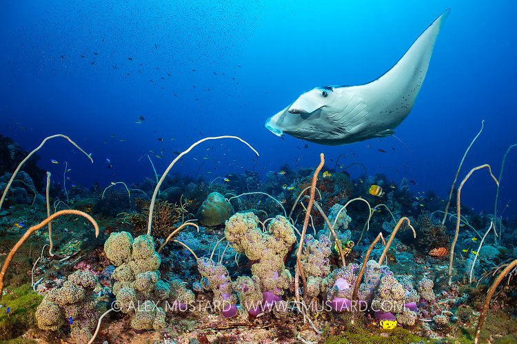 Manta Visits Colourful Reef, Indonesia