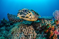Hawksbill Over Reef, Indonesia