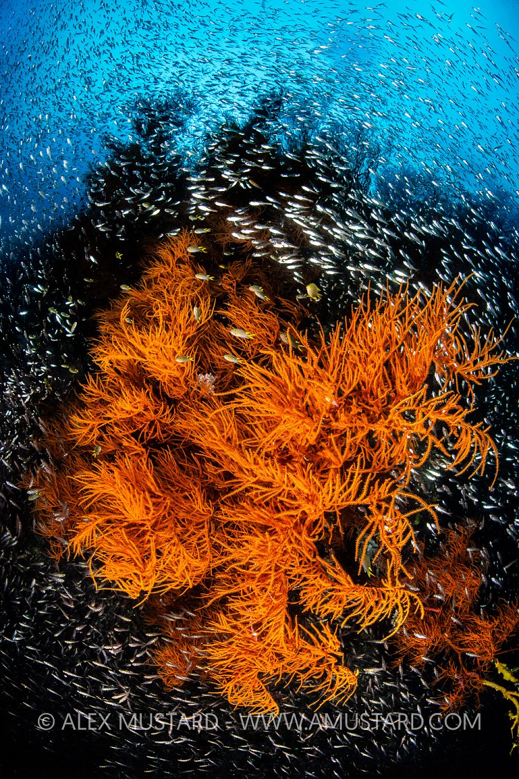 Black Coral And Fish, Indonesia