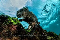 Marine Iguana Feeding, Galapagos