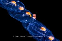 Male Argonaut On Salp, Philippines