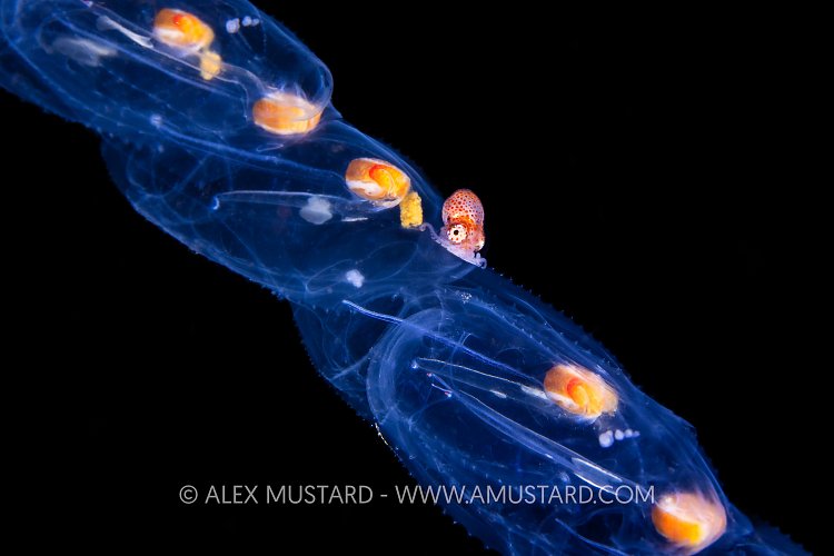 Male Argonaut On Salp, Philippines
