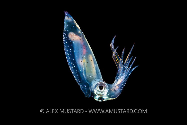 Pelagic Squid, Philippines