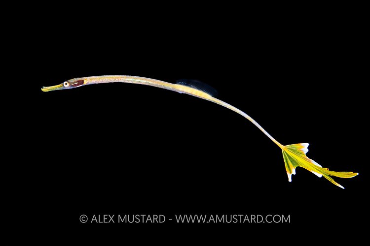 Pipefish Larval Stage, Philippines