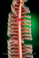 Crabs On A Seapen, Philippines