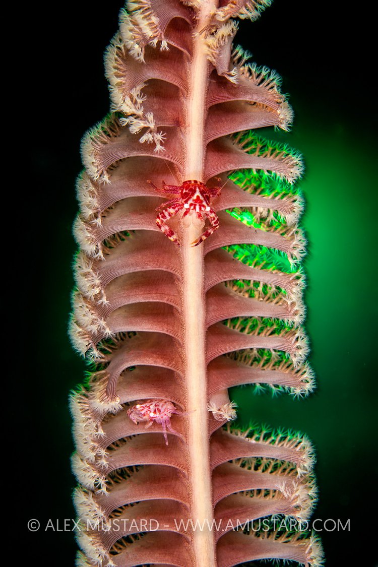 Crabs On A Seapen, Philippines